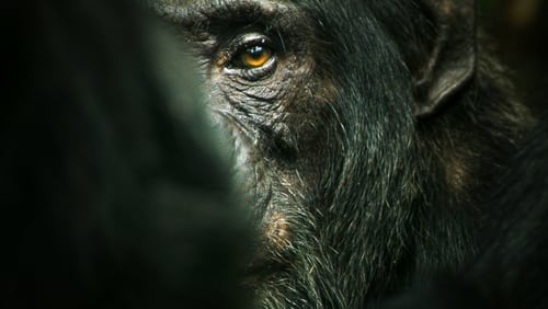 Şempanze İmparatorluğu 1.Sezon 4.Bölüm izle